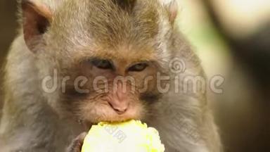 特写镜头。 <strong>小猴子</strong>吃玉米芯。